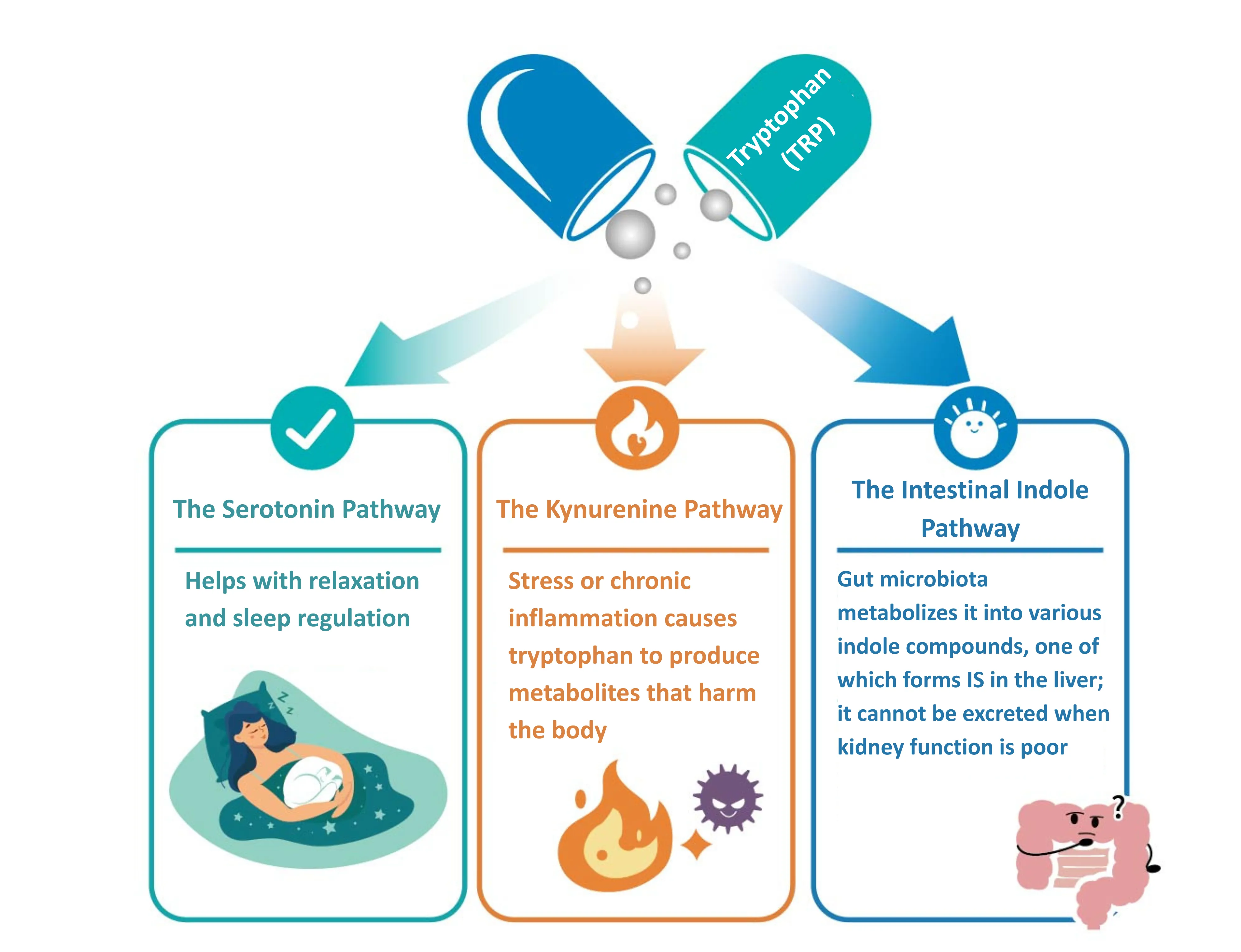 Tryptophan Supplementation and Precision Medicine
