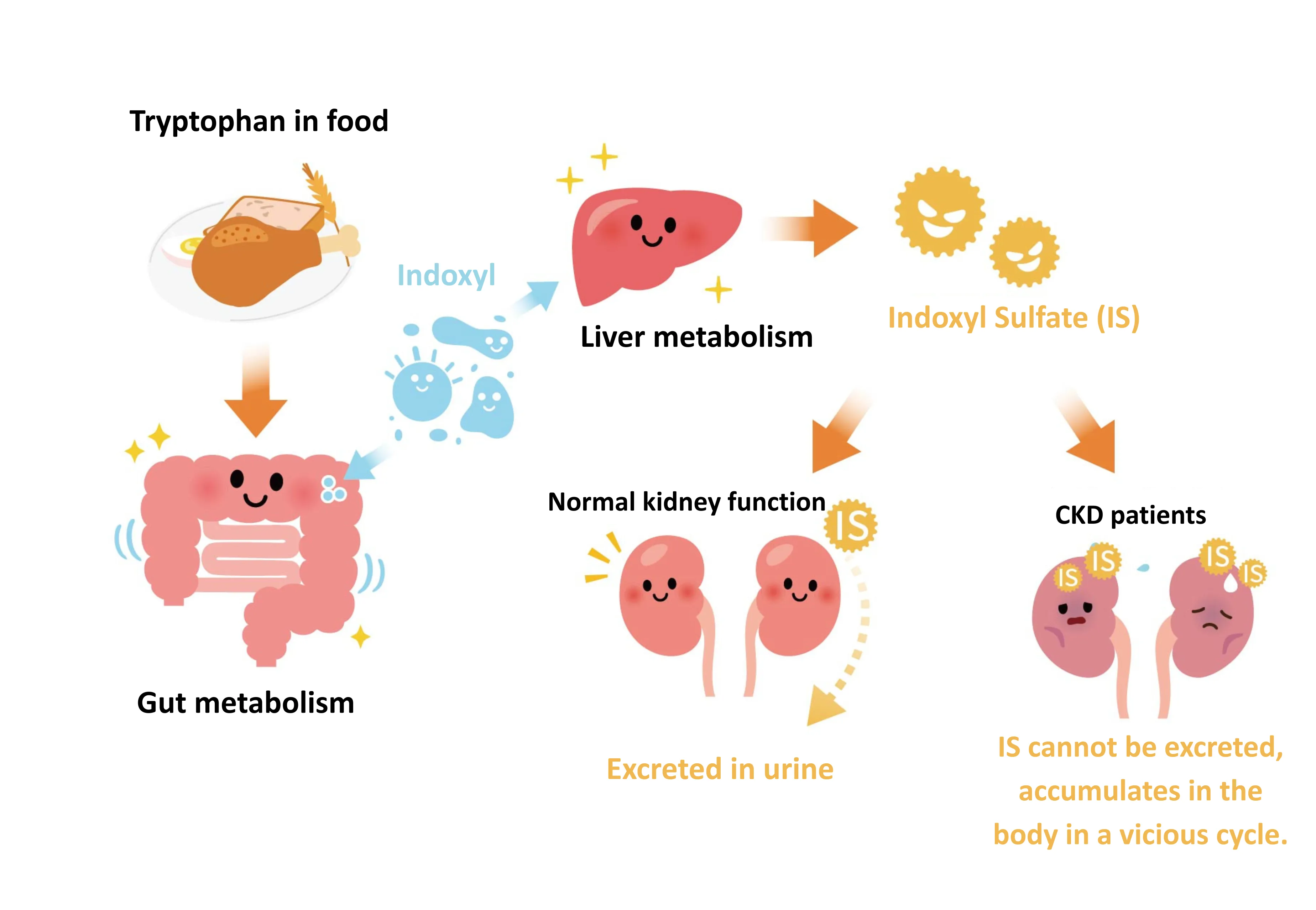 Tryptophan Supplementation and Precision Medicine