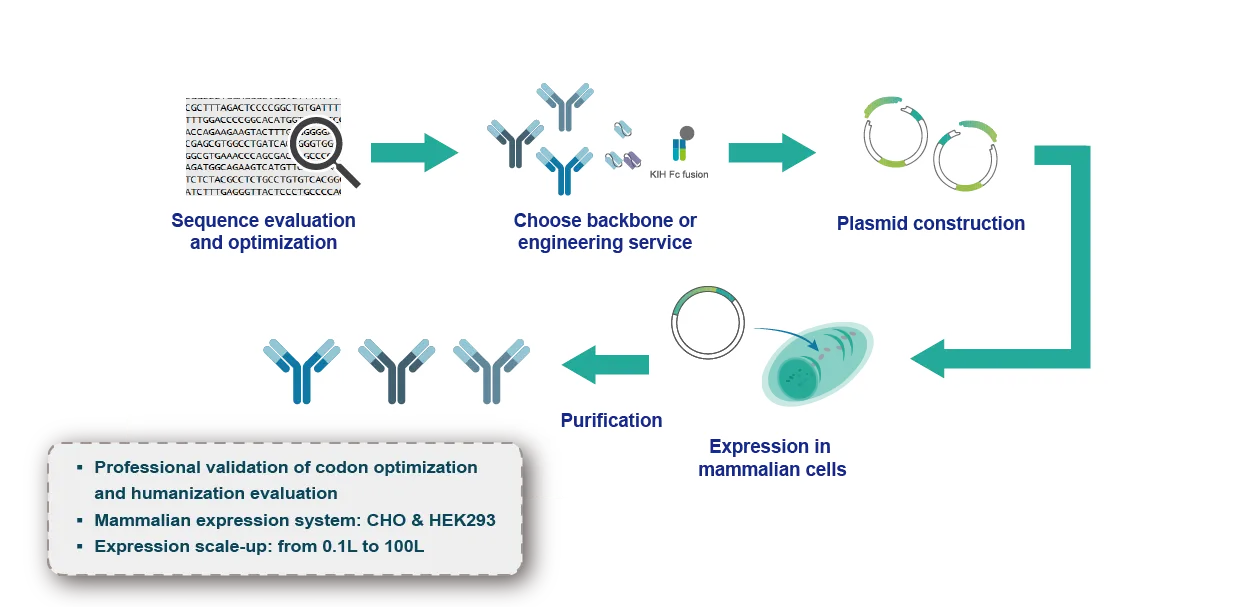 Mouse monoclonal antibody development