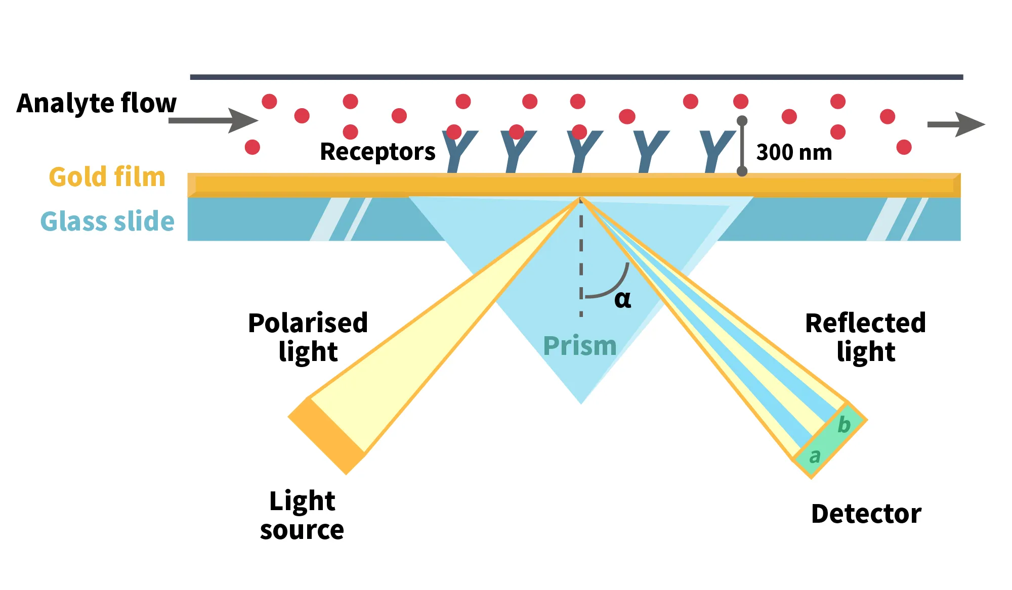surface plasmon resonance (SPR)