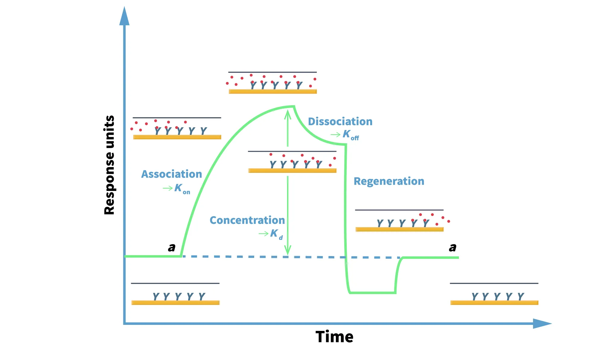 surface plasmon resonance (SPR)