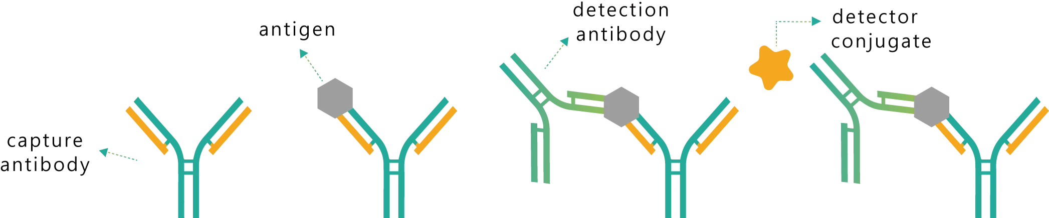 Antibody pairing 