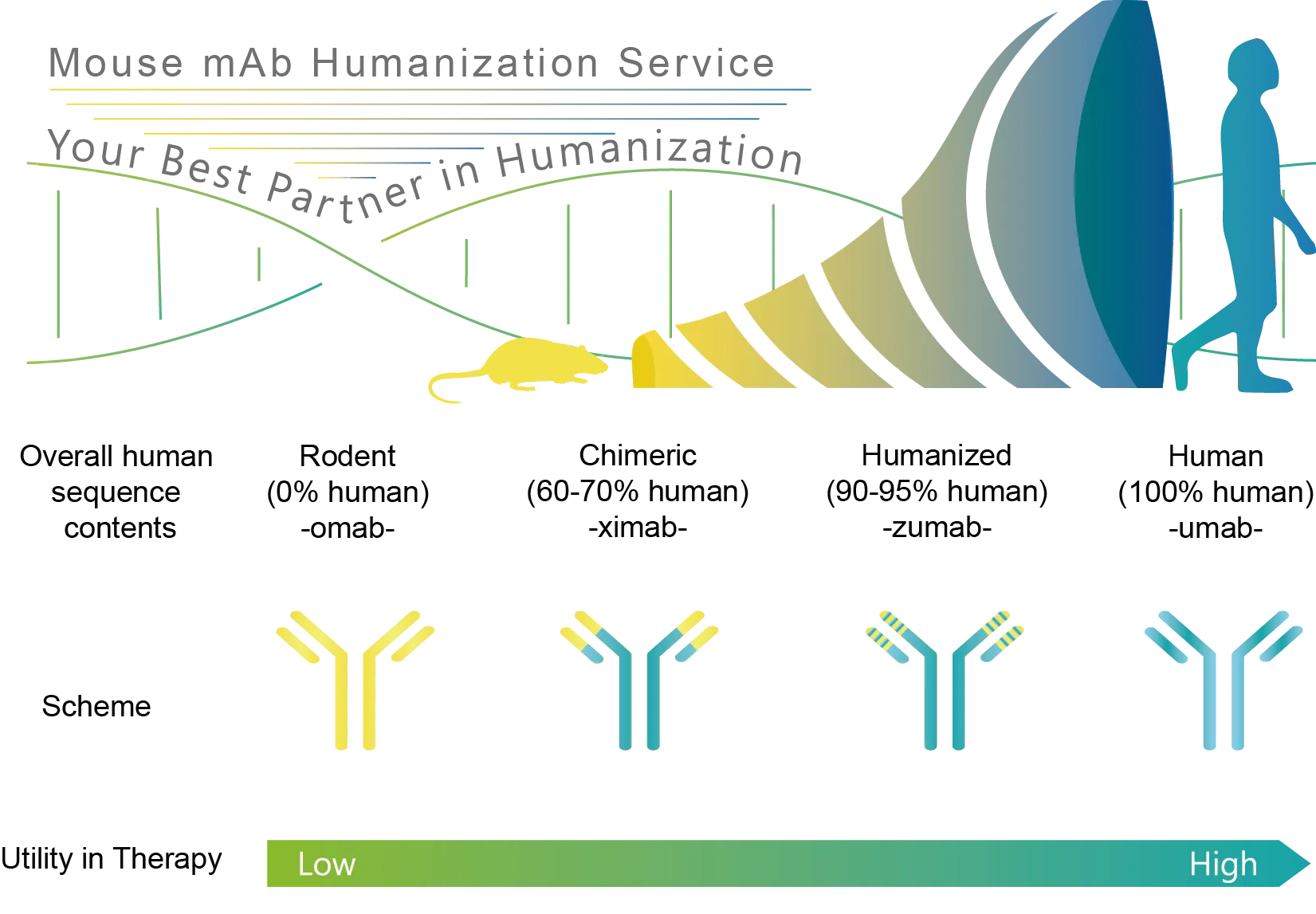 Antibody humanization 