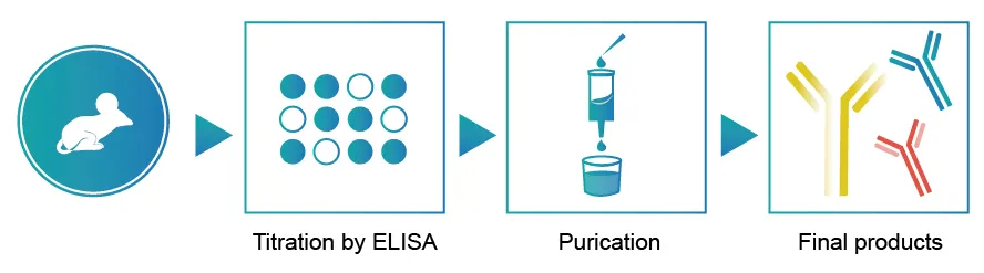 Mouse polyclonal antibody development