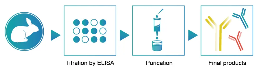 Rabbit polyclonal antibody development