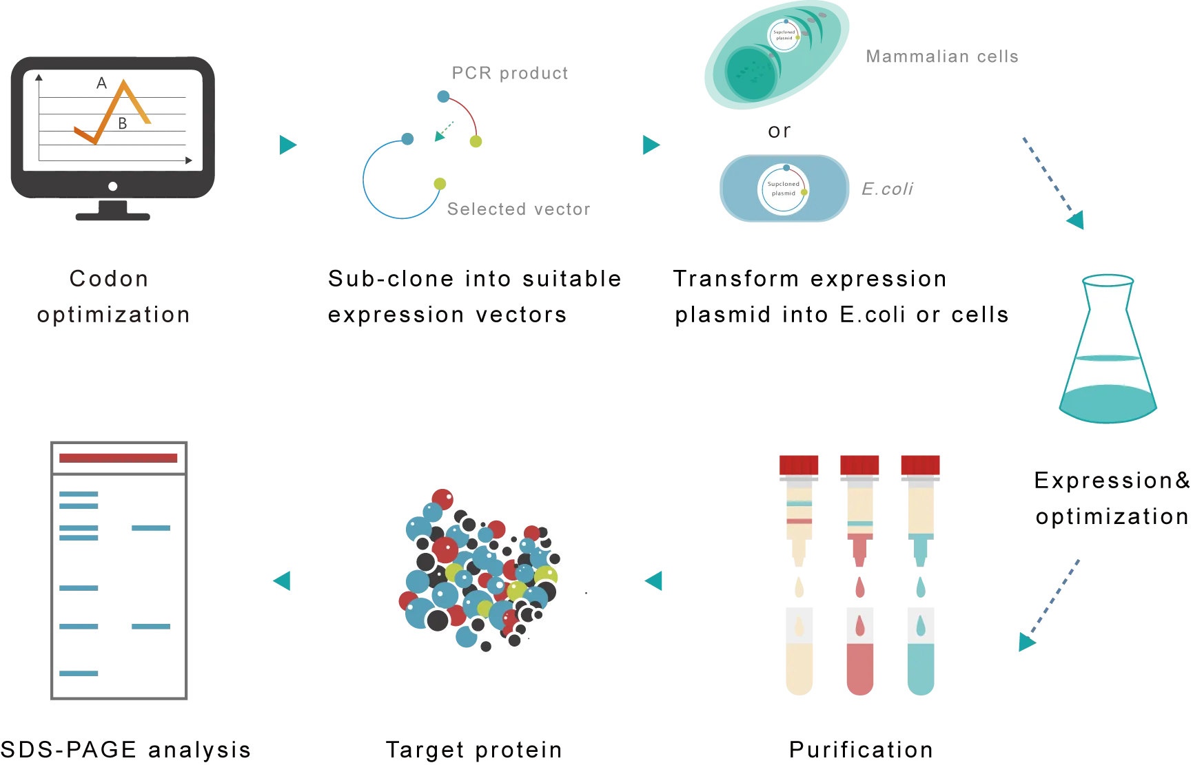 Protein expression and purification