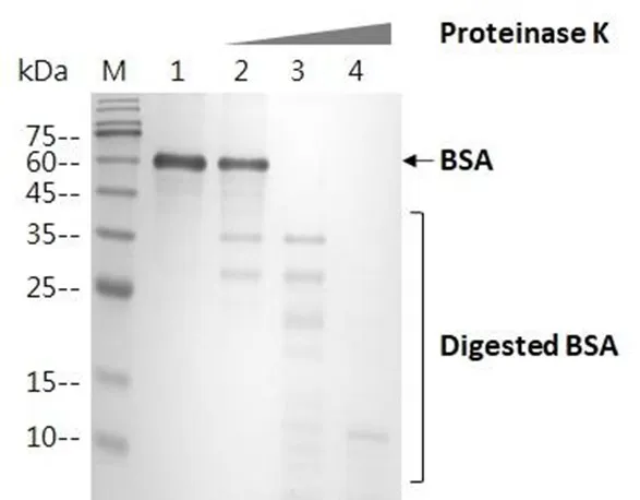 proteinase k