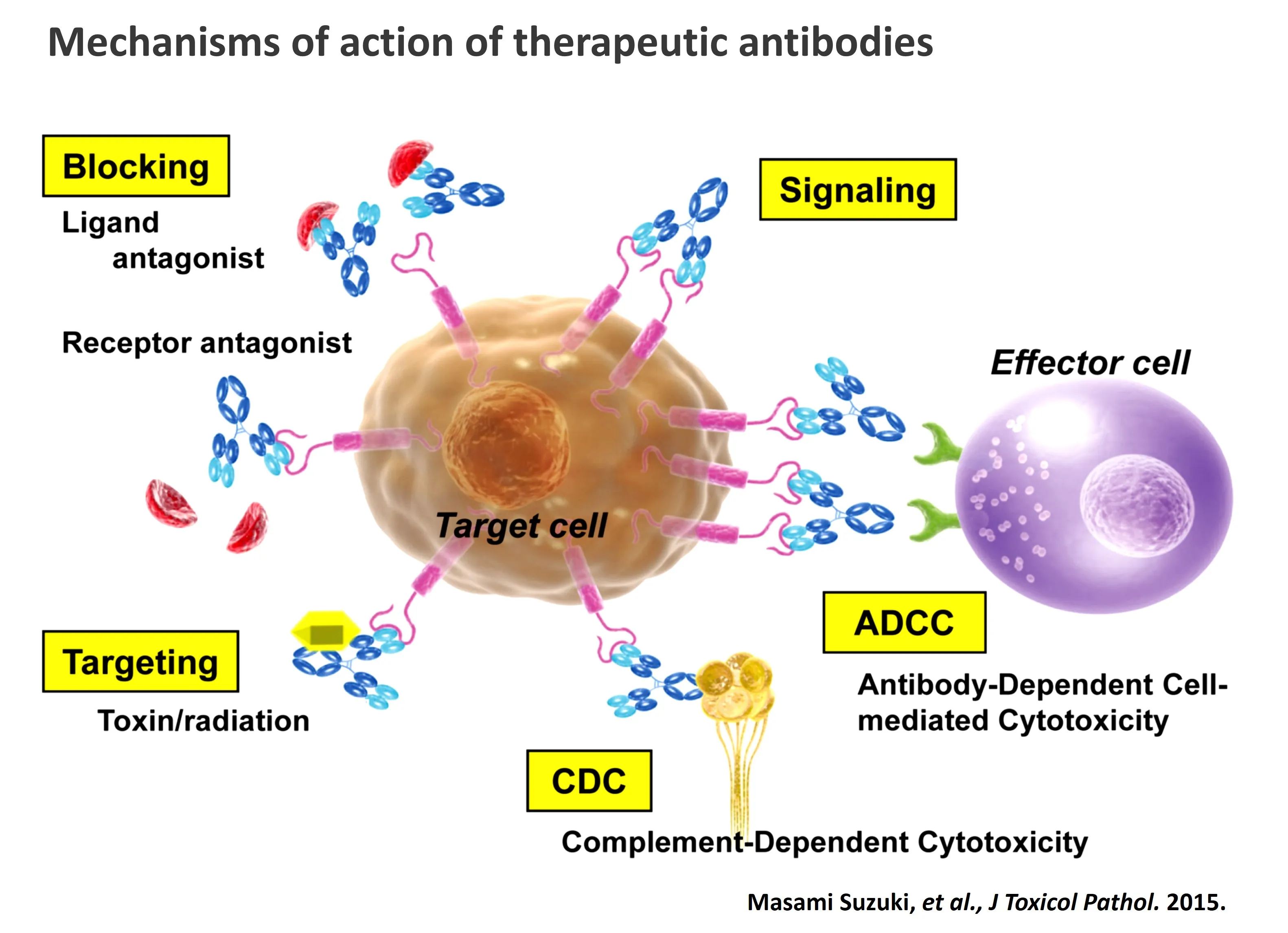 Antibody drug