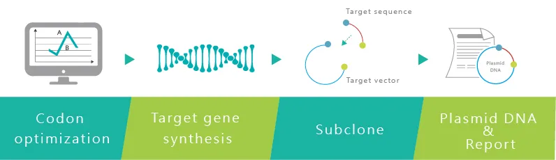 Gene synthesis and plasmid construction service