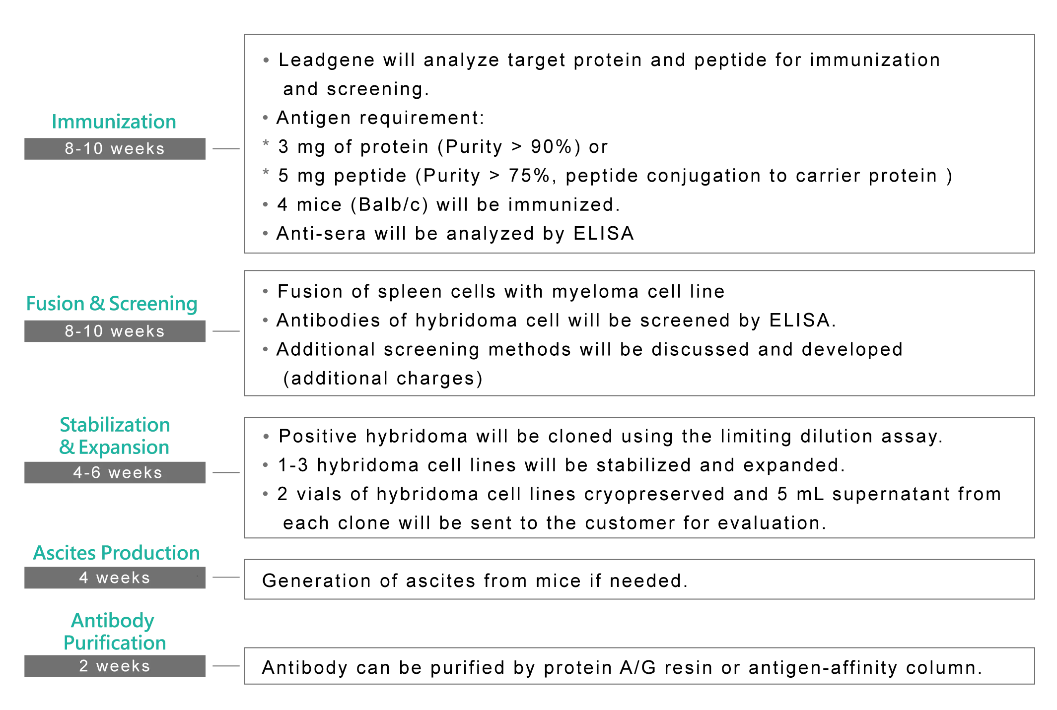 Mouse monoclonal antibody development