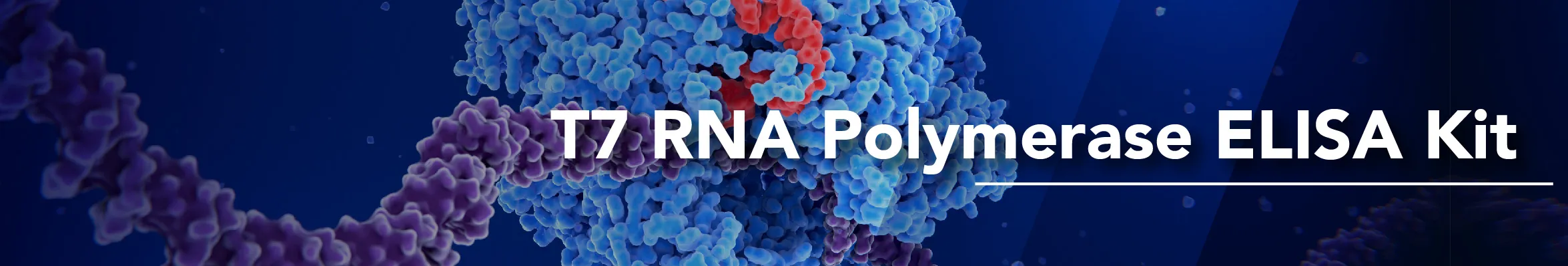 T7 RNA Polymerase ELISA Kit