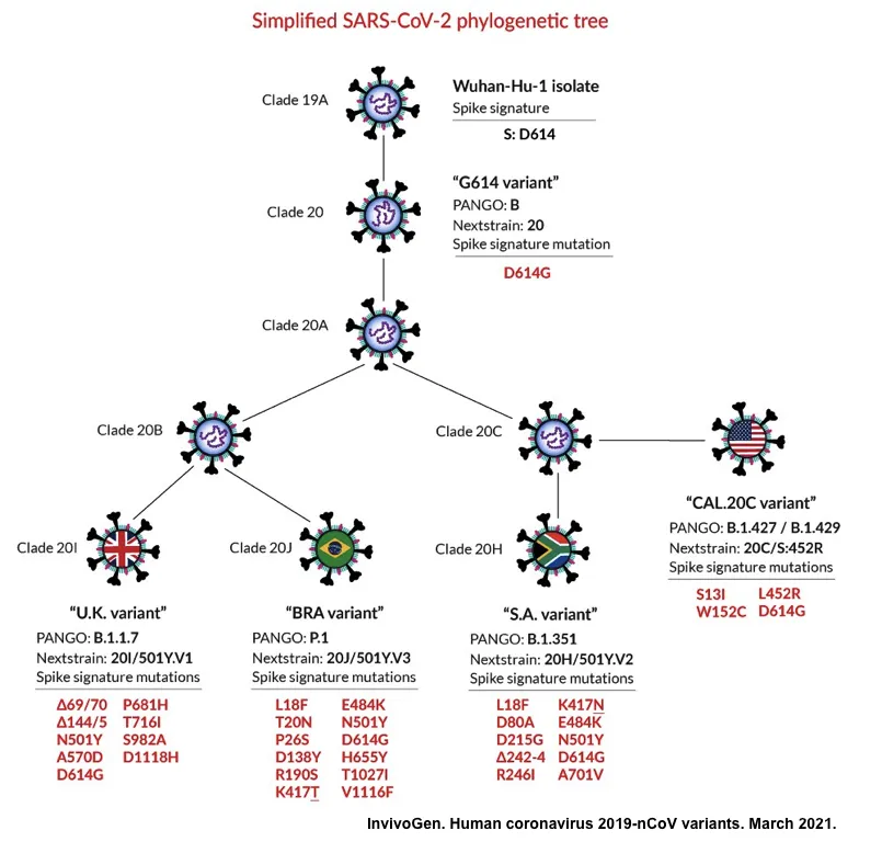 sars-cov-2 evolution