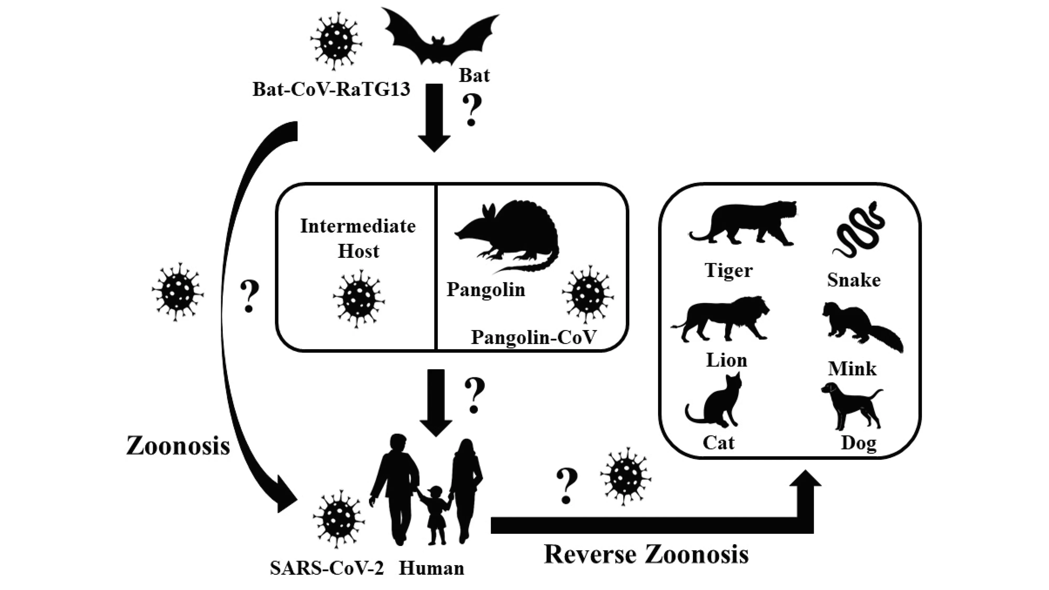 where is the SARS CoV-2 come from?