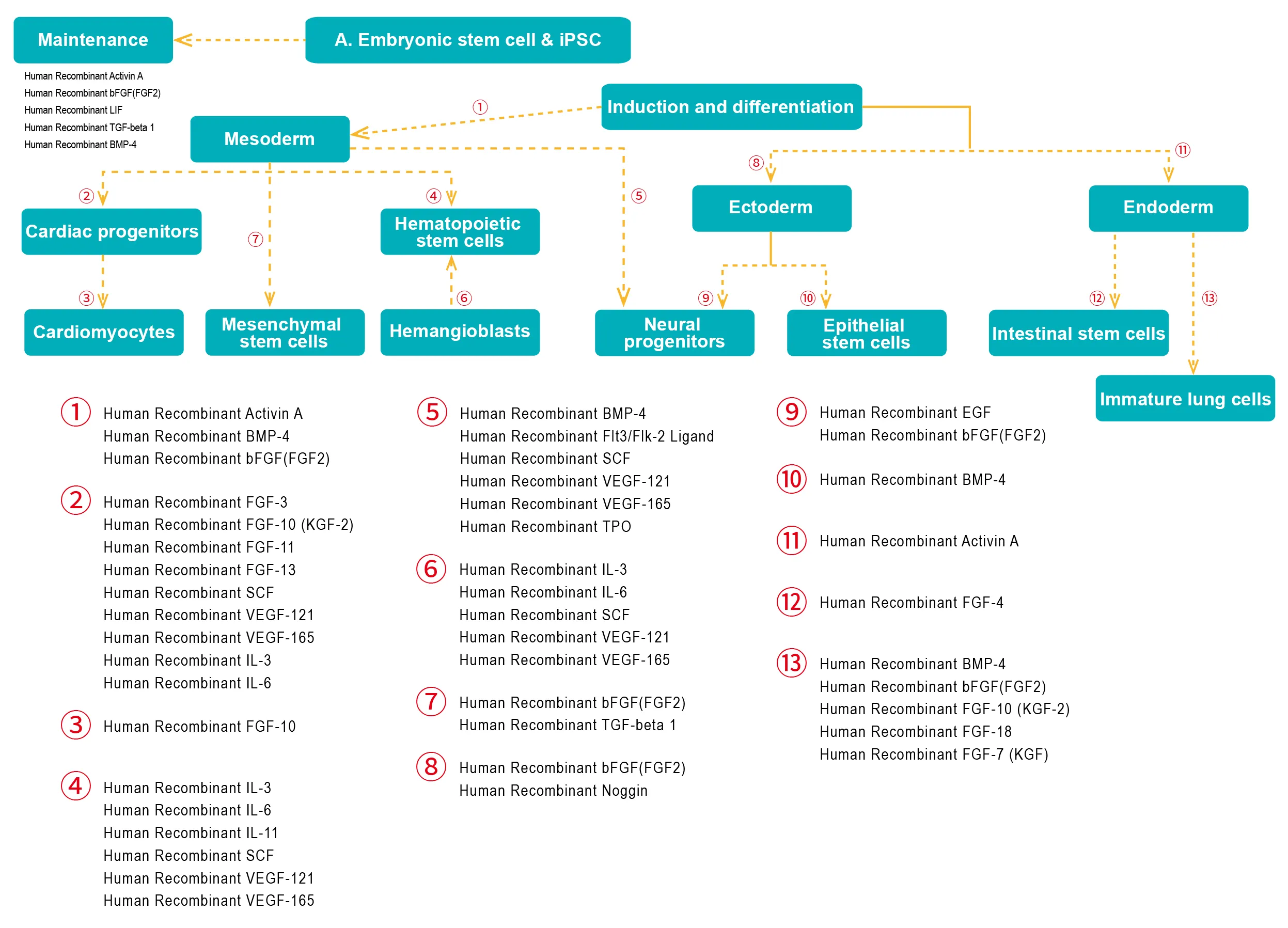 recombinant proteins