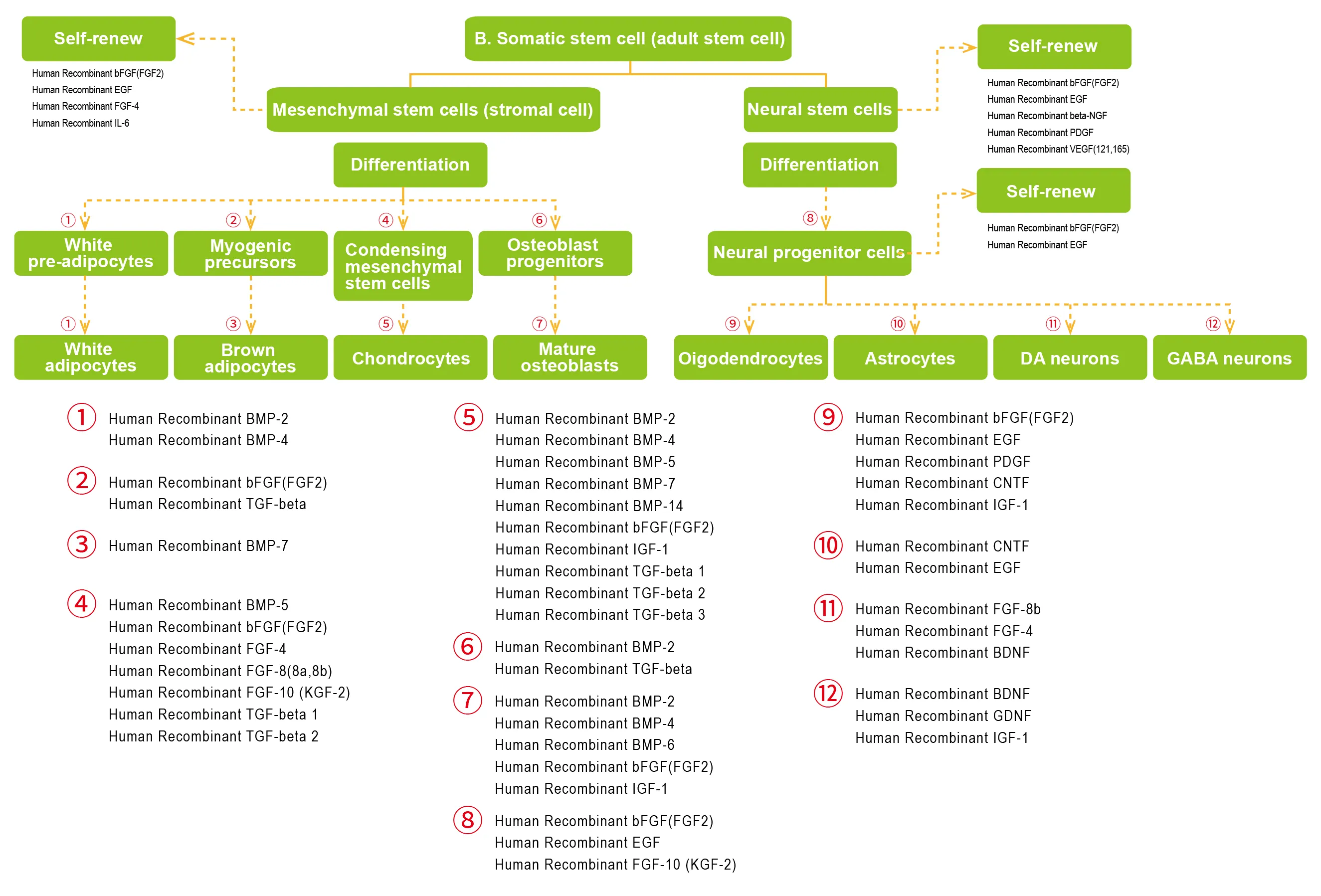 recombinant proteins