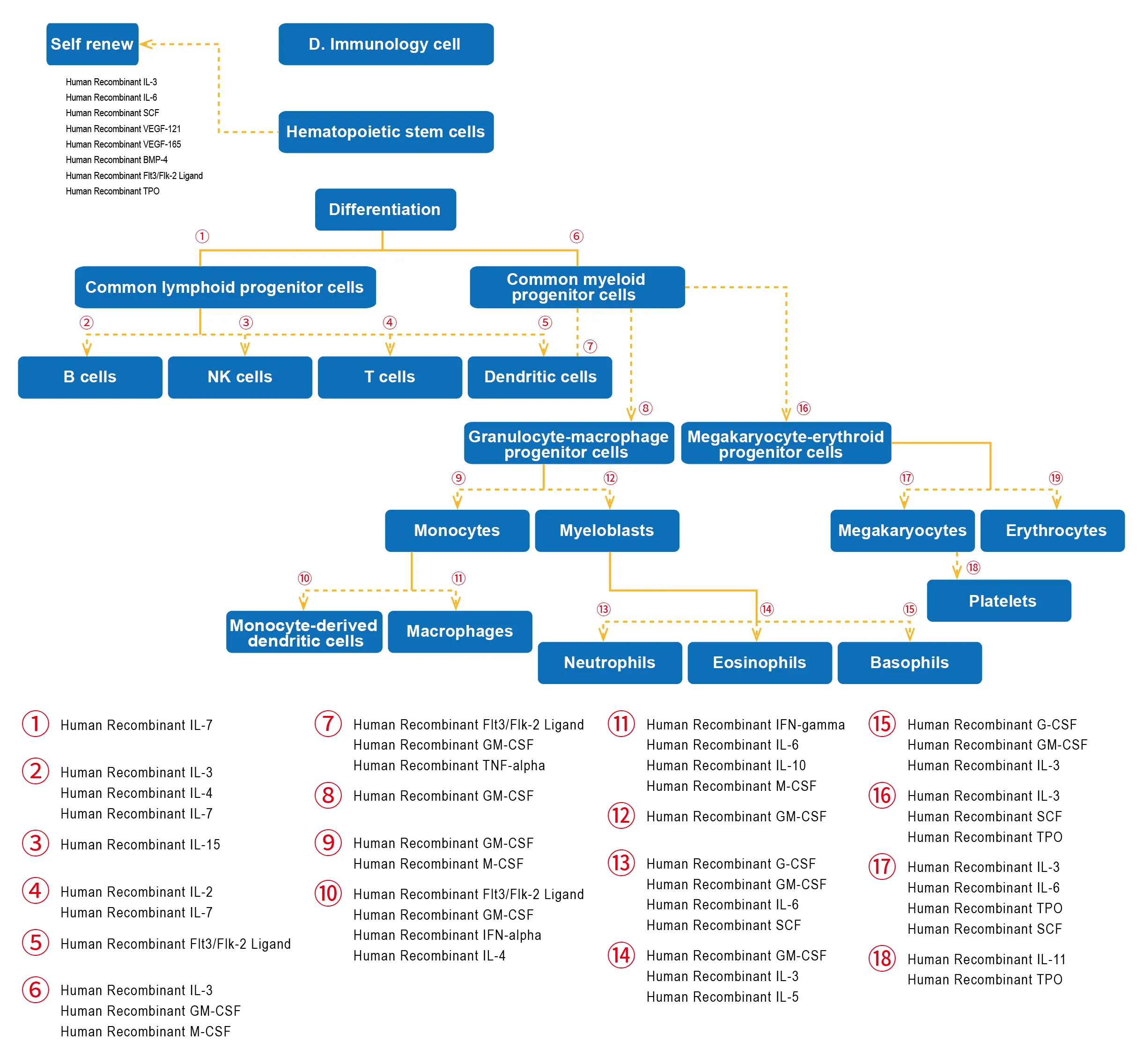 recombinant proteins