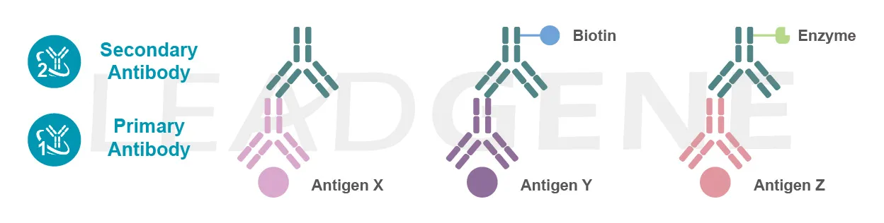 secondary antibody