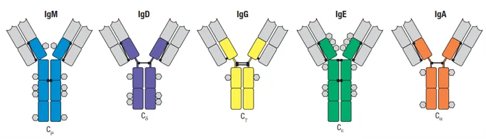 secondary antibody