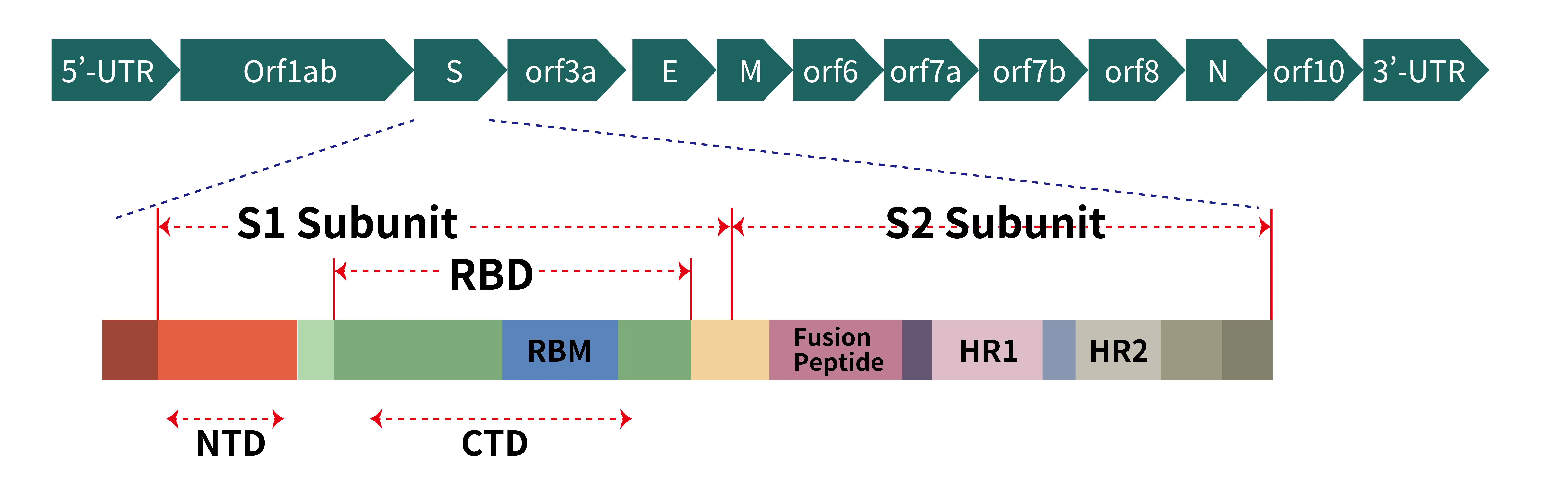 orf8