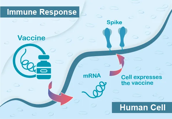 mrna vaccine