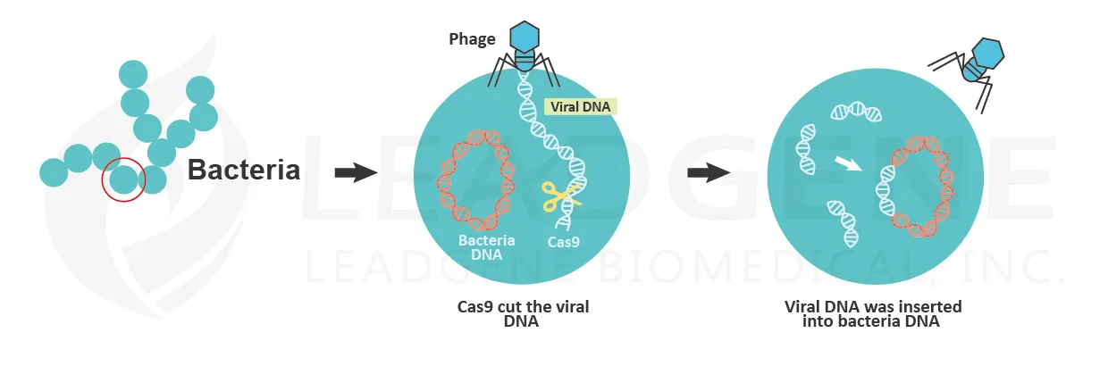 crispr