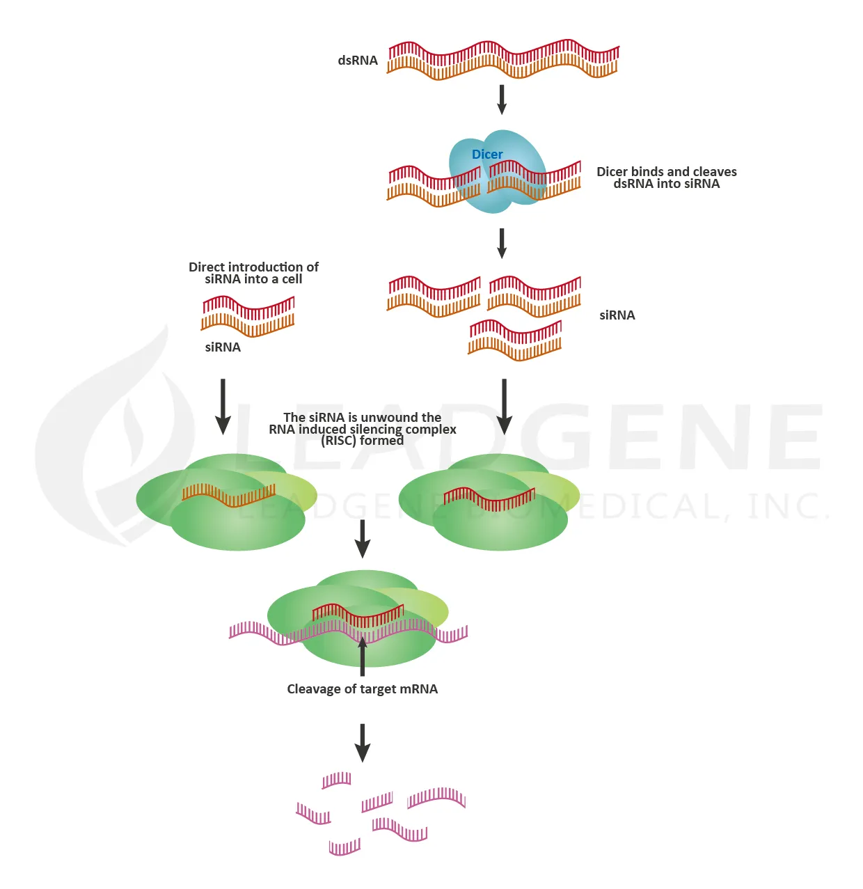 rnai