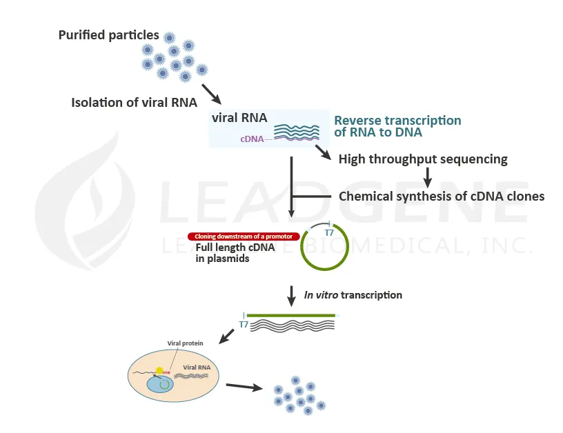 viral rna