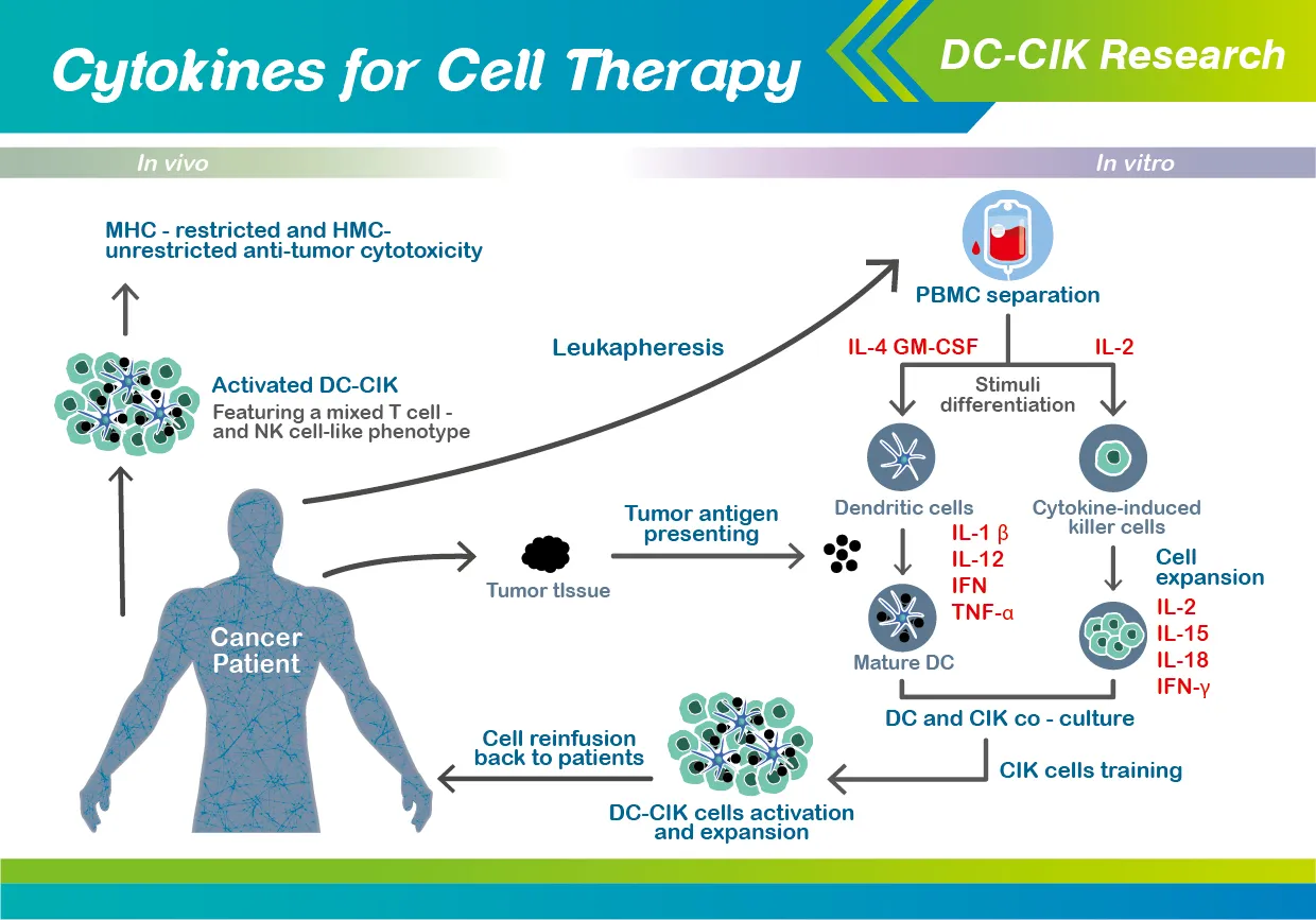 Cytokine-induced killer (CIK) cells are heterogeneous immune effector cells with hybrid T-cell and natural killer (NK) cell properties. Generated ex vivo from peripheral or cord blood mononuclear cells using cytokines (interferon-γ, IL-2, anti-CD3 antibody), they exhibit potent MHC-unrestricted cytotoxicity against tumors. Below is a synthesis of their mechanisms, clinical utility, and challenges.