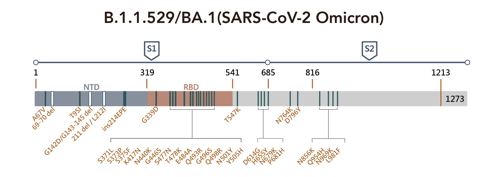 B1.1.529 BA1