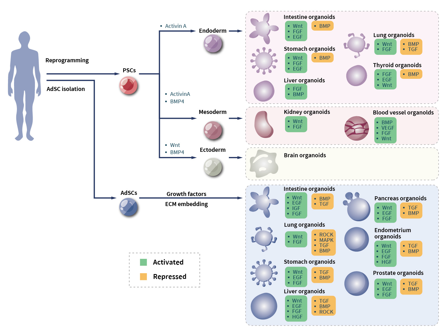 organoid