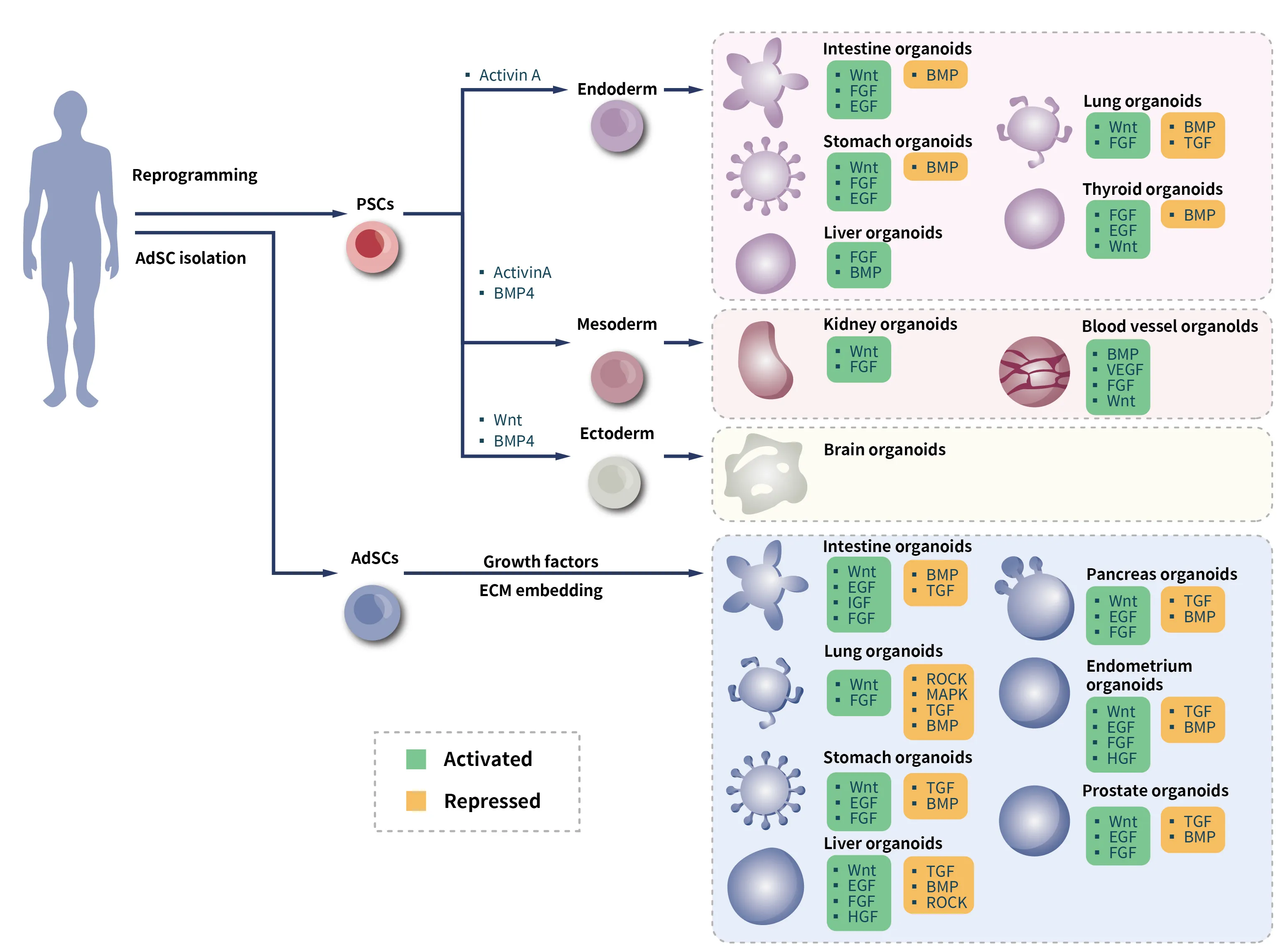 organoid