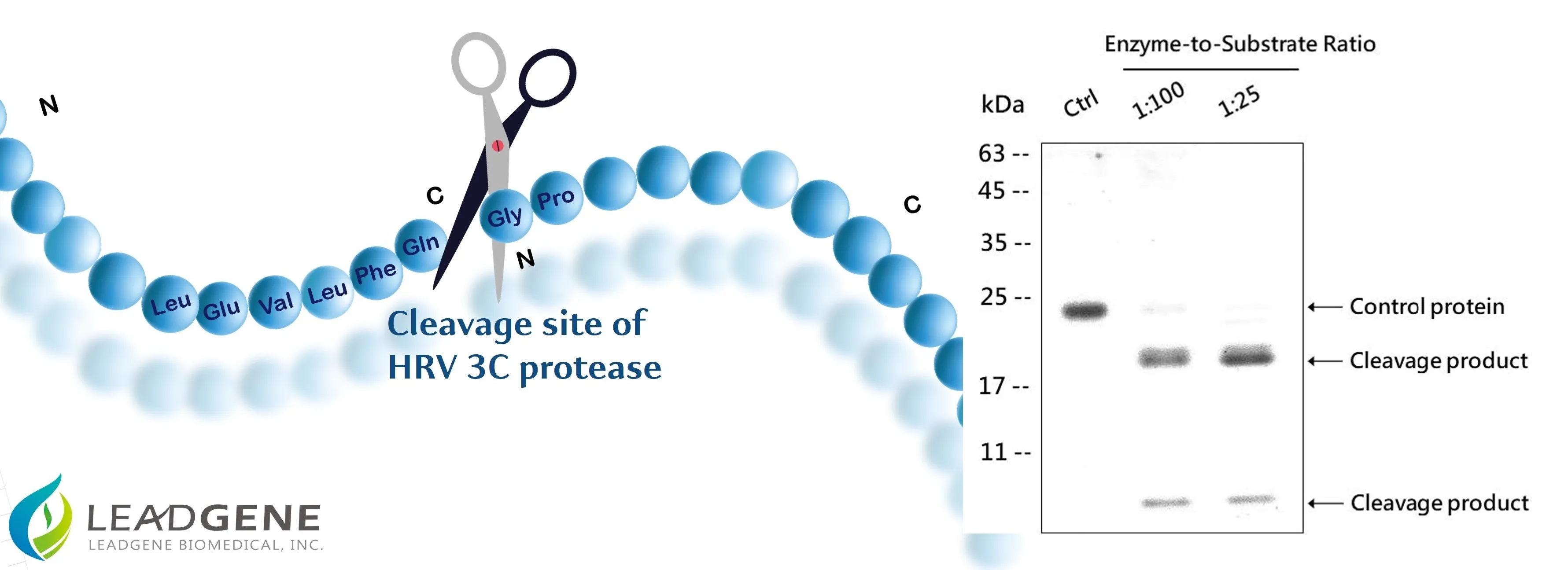 HRV 3C proteinase