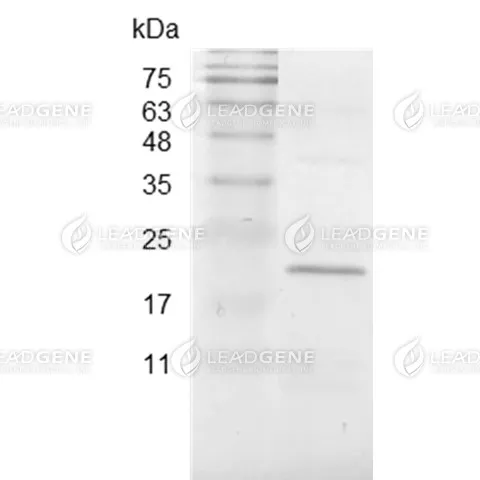 Swine BMP-4, His Tag, E. coli