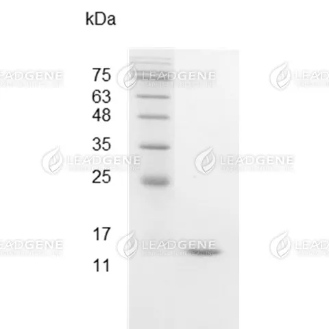 Swine IFN Gamma, His Tag, E. coli