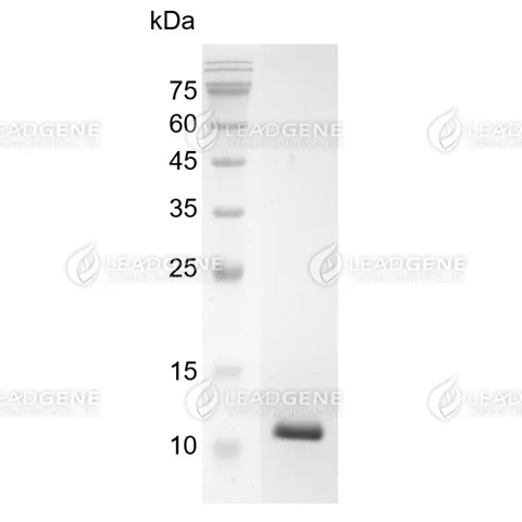 Swine TGF Beta 1, His Tag, E. coli