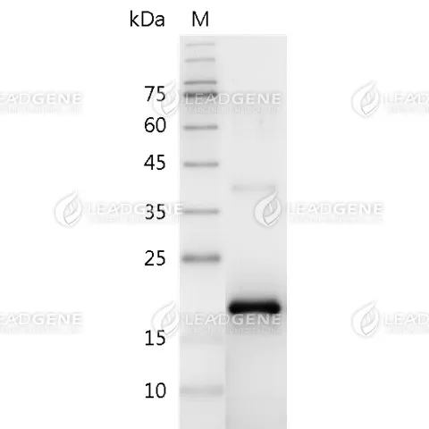 Swine FGF-2, His Tag, E. coli