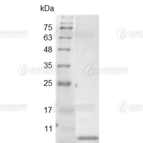 Swine EGF, His Tag, E. coli