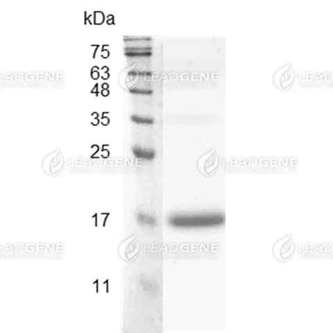 Swine Flt-3 Ligand, His Tag, E. coli