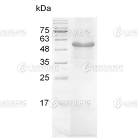 ZIKV E Protein, His Tag, E. coli