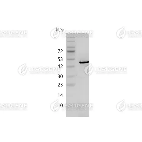 HCoV-229E Nucleocapsid Protein, His Tag, E. coli