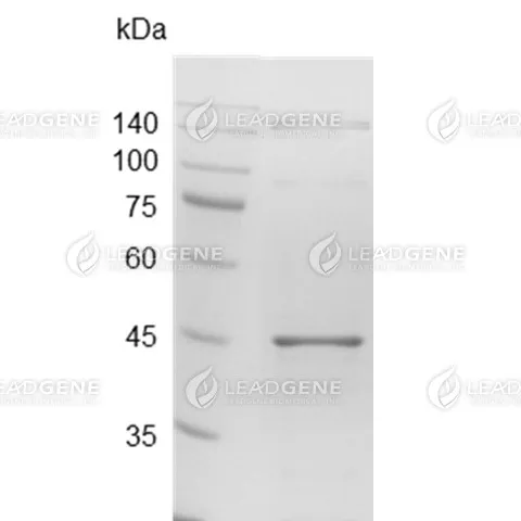 SARS-CoV-2 Nucleocapsid Protein (Omicron B1.1.529 Variant), Tag Free, E. coli
