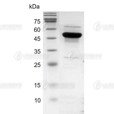 Influenza A H3N2 (A/Washington/658/2019) Nucleocapsid Protein, His Tag, E. coli