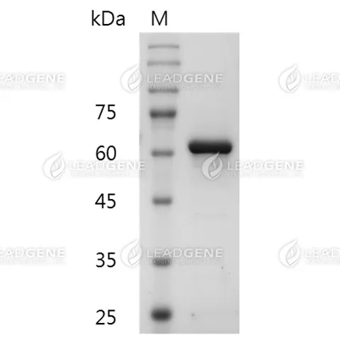 Influenza B (B/Washington/02/2019) Nucleocapsid Protein, His Tag, E. coli