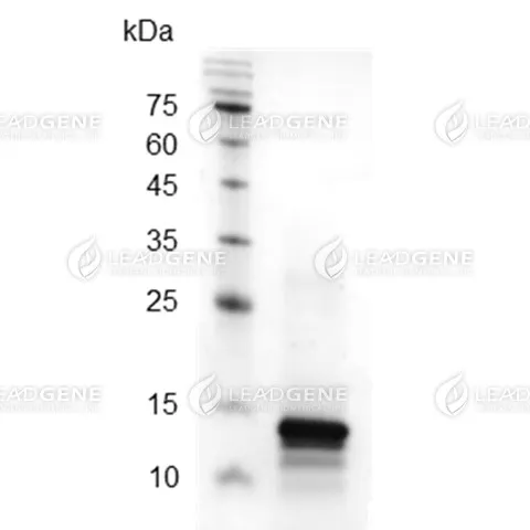 Monkeypox virus (MPXV) A29L Protein, His Tag, E. coli