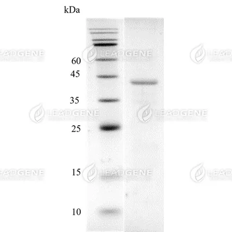 Monkeypox Virus (MPXV) M1R Protein, His-SUMO Tag, E. coli