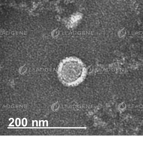 SARS-CoV-2 Virus-Like Particles