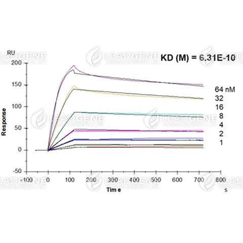 SARS-CoV-2 Nucleocapsid Protein, His-SUMO Tag, HEK293