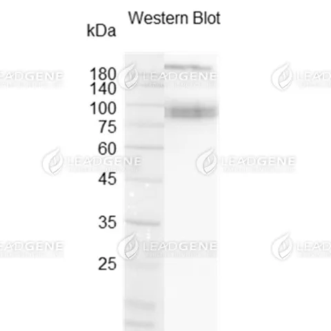 SARS-CoV-2 Trimeric Spike Protein (Beta B1.351 Variant), His Tag, HEK293