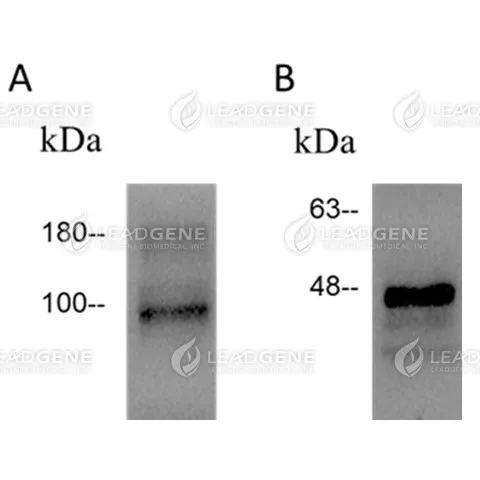 SARS-CoV-2 Virus-Like Particles B.1.617.2 (Delta)