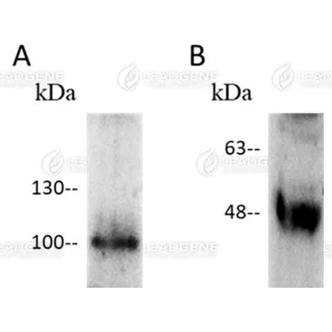 SARS-CoV-2 Virus-Like Particles B.1.351 (Beta)